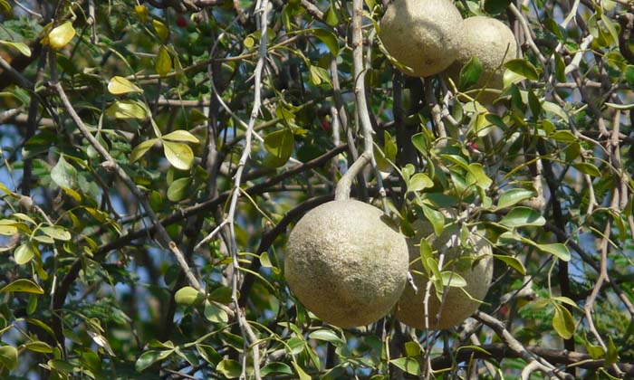 Telugu Air, Banyan, Bhakthi, Bilva, Chinta, Devotional, Mango Trees, Neem, Trees