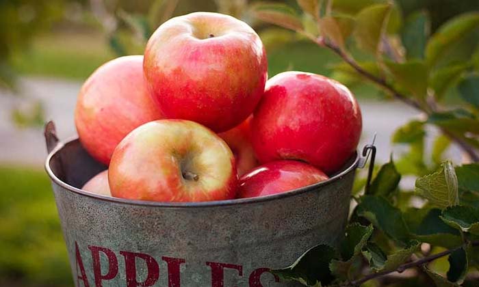  Taking Apples In This Way In Winter Is Very Good For Your Health , Apple, Winter-TeluguStop.com