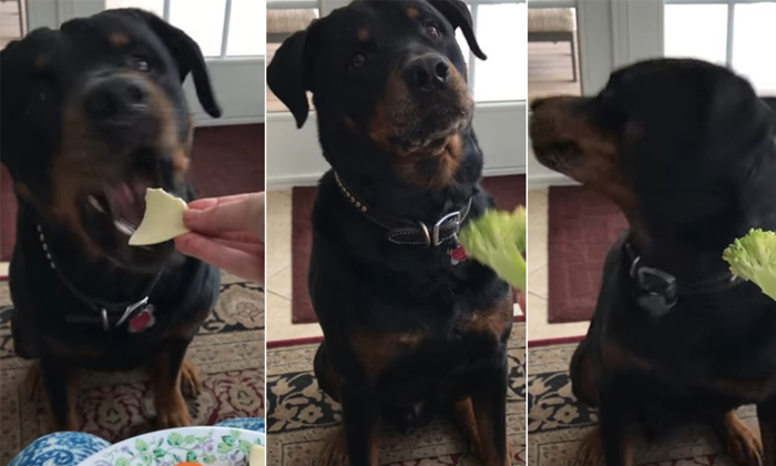  The Dog Is Saying No Without Any Hesitation Viral Video Details, Dog , Dog Sayin-TeluguStop.com