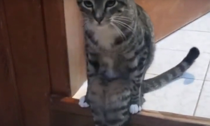  This Is It Cat Sitting Like A Man Netizens Are Confused , Cat Video, Viral News,-TeluguStop.com