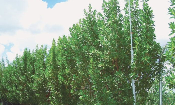 Telugu Conocarpus, Latest, Tree-Latest News - Telugu