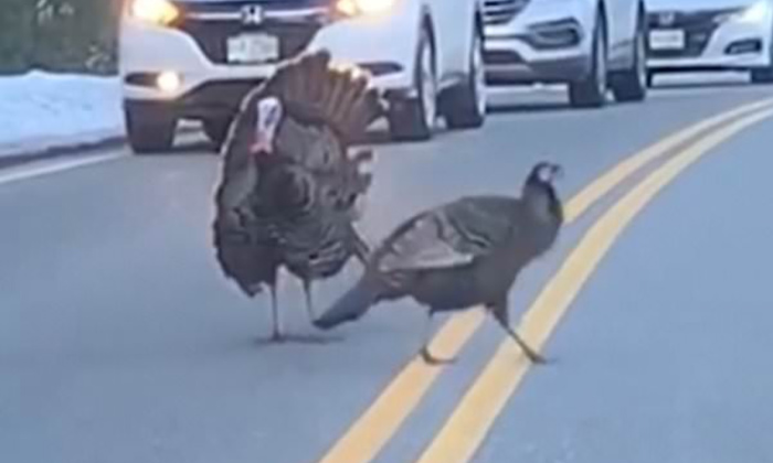  A Lesson In Leadership  Turkey Acts As A Traffic Guard As Other Birds Cross The-TeluguStop.com