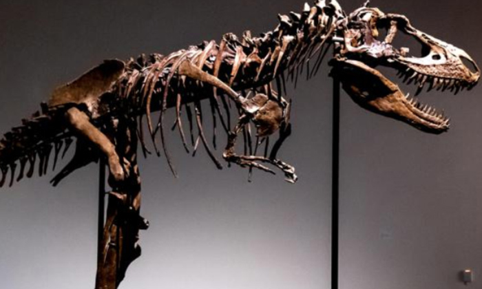  Tyrannosaurus Rex Skull Discovered In Dakota Auction 162 Crores,tyrannosaurus Re-TeluguStop.com