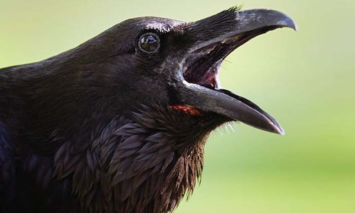  Is It Unlucky To Face A Crow And Scream Do You Know What Happens When A Crow Sc-TeluguStop.com