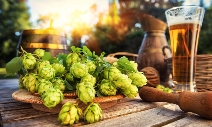  Beer Hops Can Protect Against Alzheimers Disease Details, Alzimars, బీర్-TeluguStop.com