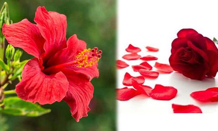 Homemade Anti Acne Serum For You , Homemade Serum, Anti Acne Serum, Acne, Skin Homemade Anti Acne Serum For You , Homemade Serum, Anti Acne Serum, Acne, Skin-TeluguStop.com