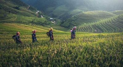  Climate Change Will Drastically Cut Indonesia's Rice, Coffee Production: Study-TeluguStop.com