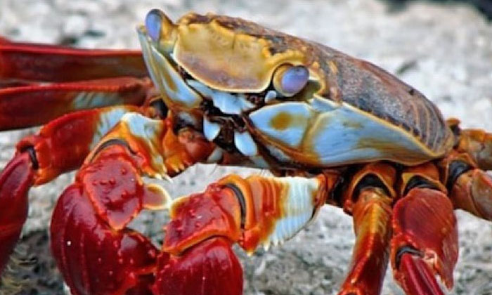  Crab, China, Crab Eaten Alive, Viral News, Offbeat News, -TeluguStop.com