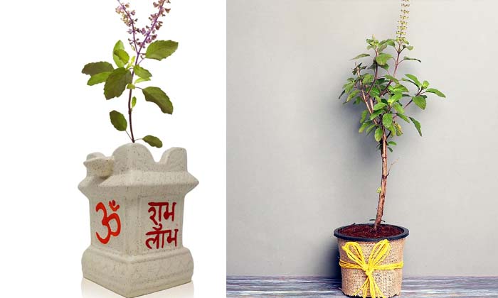 If The Tulsi Plant Is In That Direction, Will Ashtaiswaryas Come To That House ,-TeluguStop.com