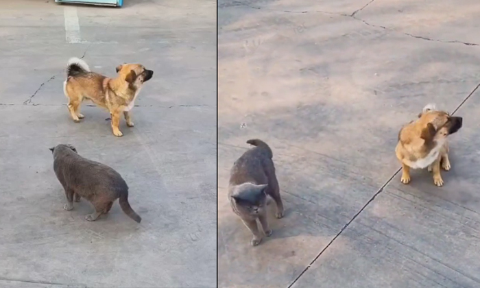  Dog Falls In Love Of Cat Viral Video Details, Cat,dog, Viral Latest, News Viral,-TeluguStop.com