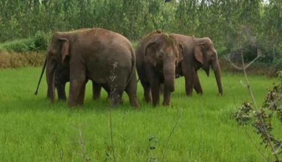  A Group Of Elephants Roam In Chittoor District.-TeluguStop.com