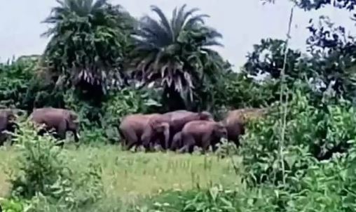  Chittoor District Gollapally Elephants Hustle And Bustle-TeluguStop.com