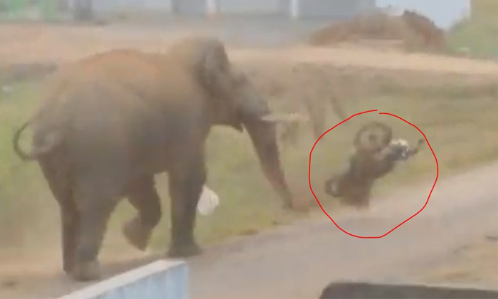  Elephant Creates Rampage In Ranchi Bounces Bike Details, Elephant, Bike, Playin-TeluguStop.com