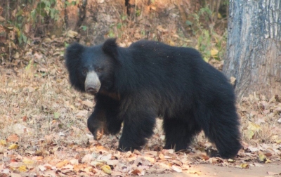  Frequent Intrusions In Human Habitats Prompt Bengal Forest Dept To Conduct Bear-TeluguStop.com