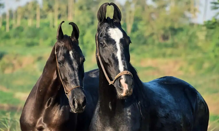  Indian Marwari Horses To Tow Bangladesh President Cart Details,  Horse,king, Vir-TeluguStop.com