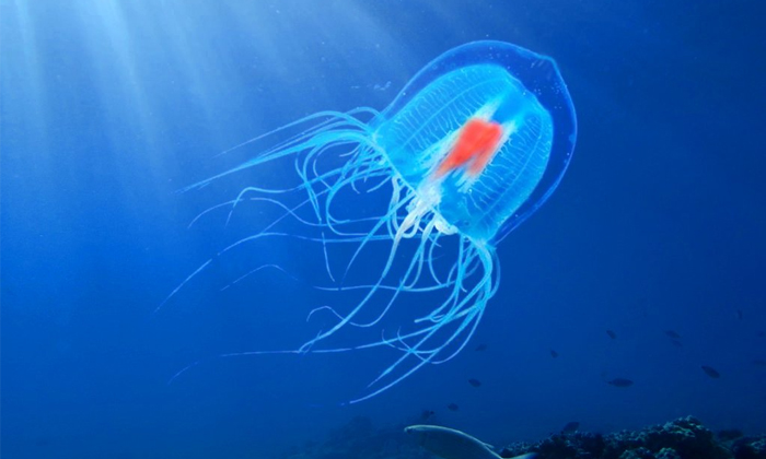  Interesting Facts About Jelly Fish That Never Dies Details, Living, Viral Lates-TeluguStop.com