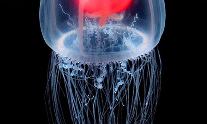 Telugu Jelly Fish, Jelly Fish Span, Science, Scientific, Latest-General-Telugu