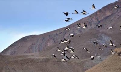  Israel Launches National Plan To Preserve, Develop Ecological Corridors-TeluguStop.com