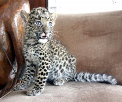  Leopard Cub Found Dead On Tree In Up District-TeluguStop.com