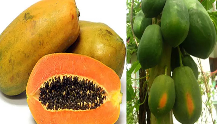  Wonderful Health Benefits Of Papaya Water! Health, Papaya Water Benefits, Papaya-TeluguStop.com