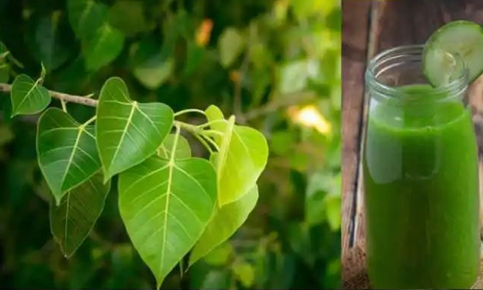  Peepal Leaves Juice Health Benefits Details, Peepal Leaves Juice, Health Benefit-TeluguStop.com