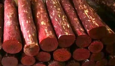  In Tirumala Rs. Red Sandalwood Seized Worth Crores-TeluguStop.com