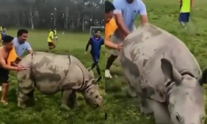  Rhino Enters The Football Ground Video Viral Details, Rhinoceros, Football Groun-TeluguStop.com