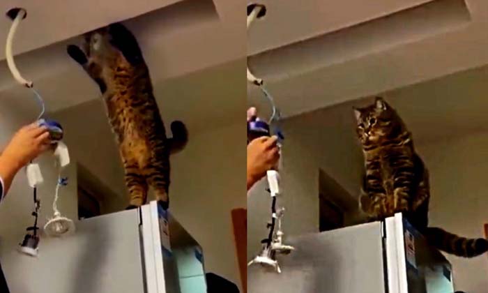  This Cat Is Not Normally Smart See What Worked , Cat, Viral Latest, News Viral,-TeluguStop.com