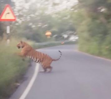  A Big Tiger Is On The Road At Srisailam Ghat-TeluguStop.com