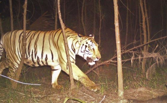  Tiger Roaming In Vizianagaram District. People In Fear-TeluguStop.com