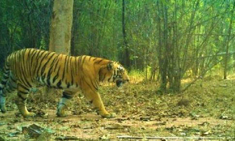  Movement Of Tigers In Adilabad District Is Disturbed-TeluguStop.com