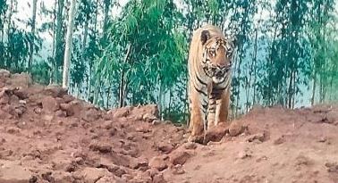  A Tiger Attacked A Farmer In Komuram Bhim District-TeluguStop.com