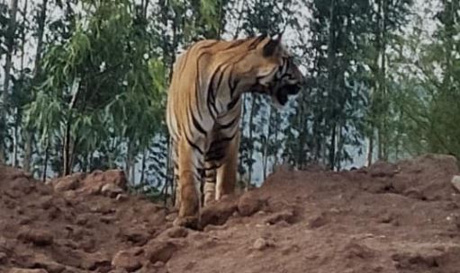 Komuram Bhim Is A Tiger Migration In Asifabad District Komuram Bhim Is A Tiger Migration In Asifabad District-TeluguStop.com