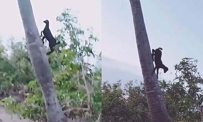  A Goat Climbing A Palm Tree Shocking To See , Goats, Gravity, Tree Trekking, Vi-TeluguStop.com