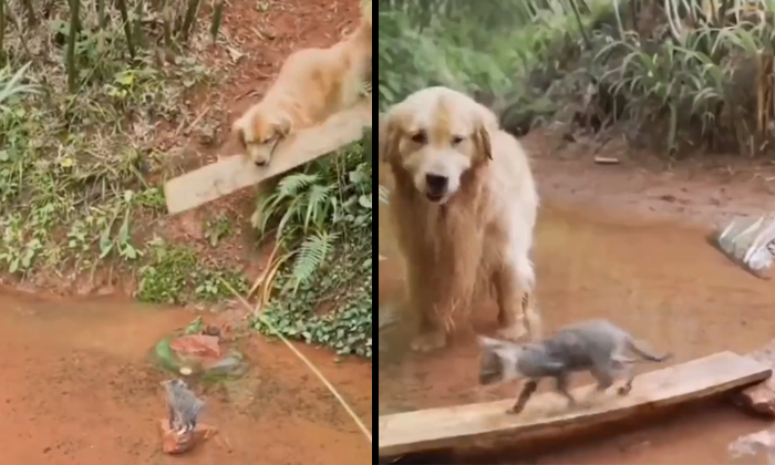  Viral Video Dog Saved Cat Which Is In Danger Details, Dog, Cat,helping, Viral L-TeluguStop.com