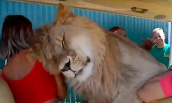  A Lion Climbed On Top Of The Tourists And Attacked Them Video Viral , Lion , Vir-TeluguStop.com