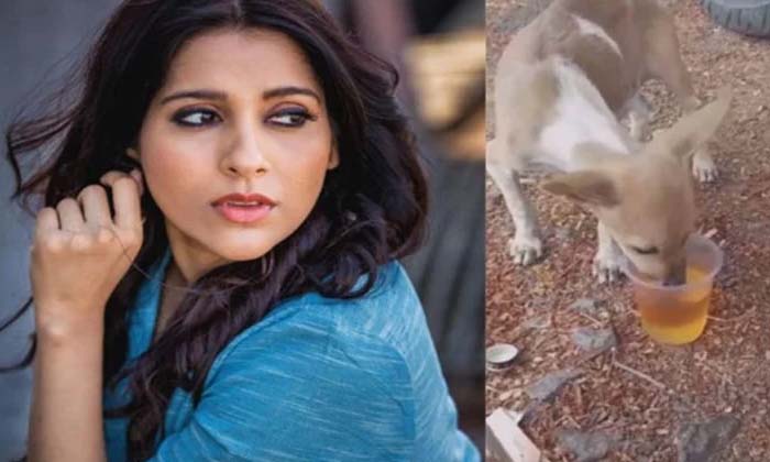  Rashmi Expressed Anger That The Young People Who Gave Alcohol To The Puppy Shoul-TeluguStop.com