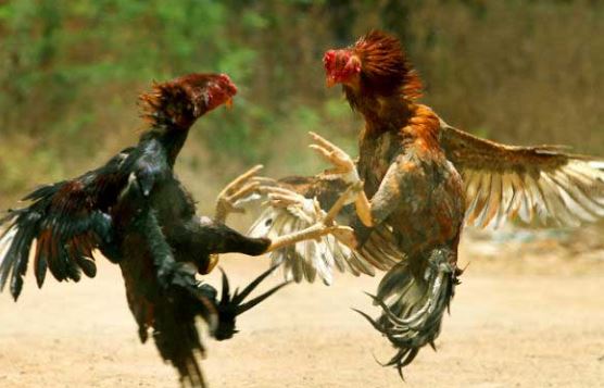  Atrocities Of Poultry Farmers In West Godavari District-TeluguStop.com