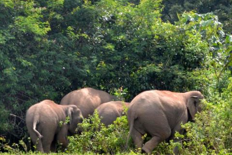  Wild Animal Migration In Parvathipuram Manyam District-TeluguStop.com