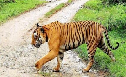  Tigers Are In Trouble In Manchyryala District-TeluguStop.com