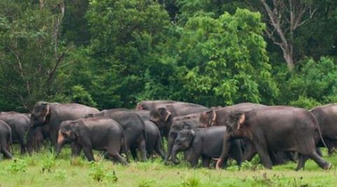  Elephant Pogrom In Palamaneru, Chittoor District-TeluguStop.com