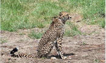  Cheetah Movement In Vastapur Of Jagittala District Is Disturbed-TeluguStop.com