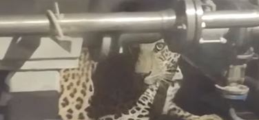 Cheetah Movement In Sangareddy District Is Disturbed Cheetah Movement In Sangareddy District Is Disturbed-TeluguStop.com