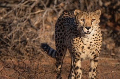  Cheetah Herd At Tirupati Sv Veterinary University-TeluguStop.com