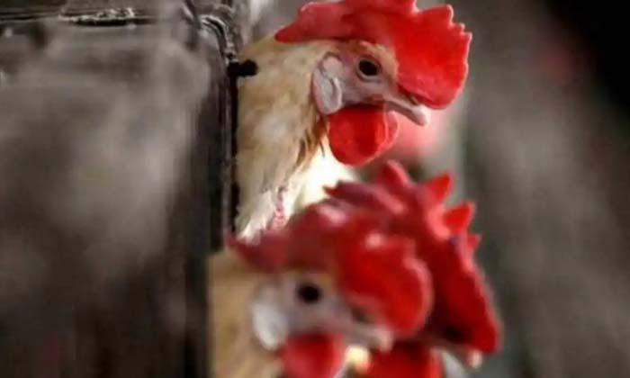 Telugu Avn Inflow Mza, Bird Flu, Birds, Chickens, European Safety, International