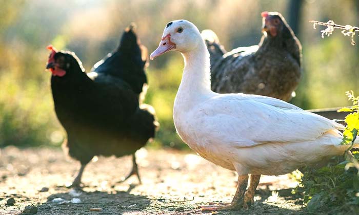  Bird Flu Has Spread To Seven Countries.. How Many Birds Are Killed In A Year ,po-TeluguStop.com