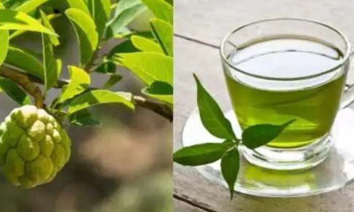  Do You Know The Benefits Of Custard Apple Leaf Tea For Your Health ,custard Appl-TeluguStop.com