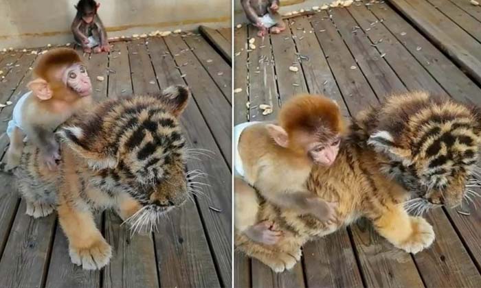  Forget The Racial Feud And Tiger Monkey Friendship Netizens Are Wondering , Tige-TeluguStop.com