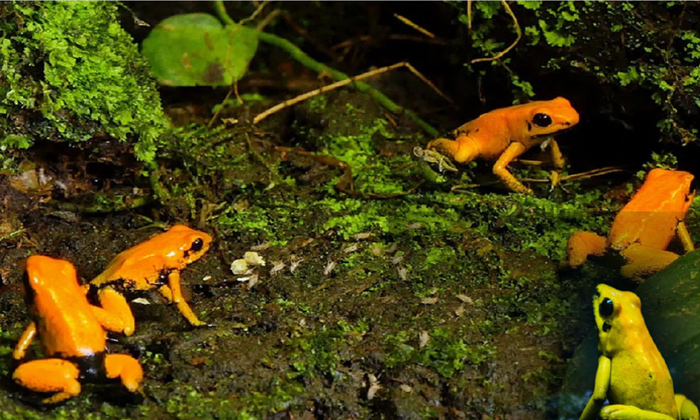  Shocking Facts About Golden Poison Frog Kills 10members At A Time,golden Poison-TeluguStop.com
