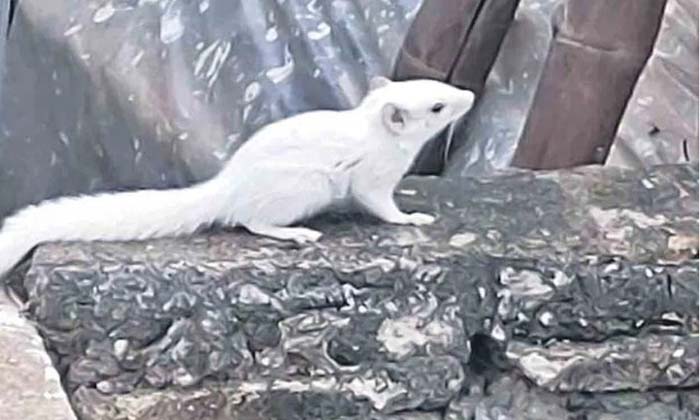  Have You Ever Seen A White Squirrel? But Look Here ,white Squrrel, Viral Latest,-TeluguStop.com